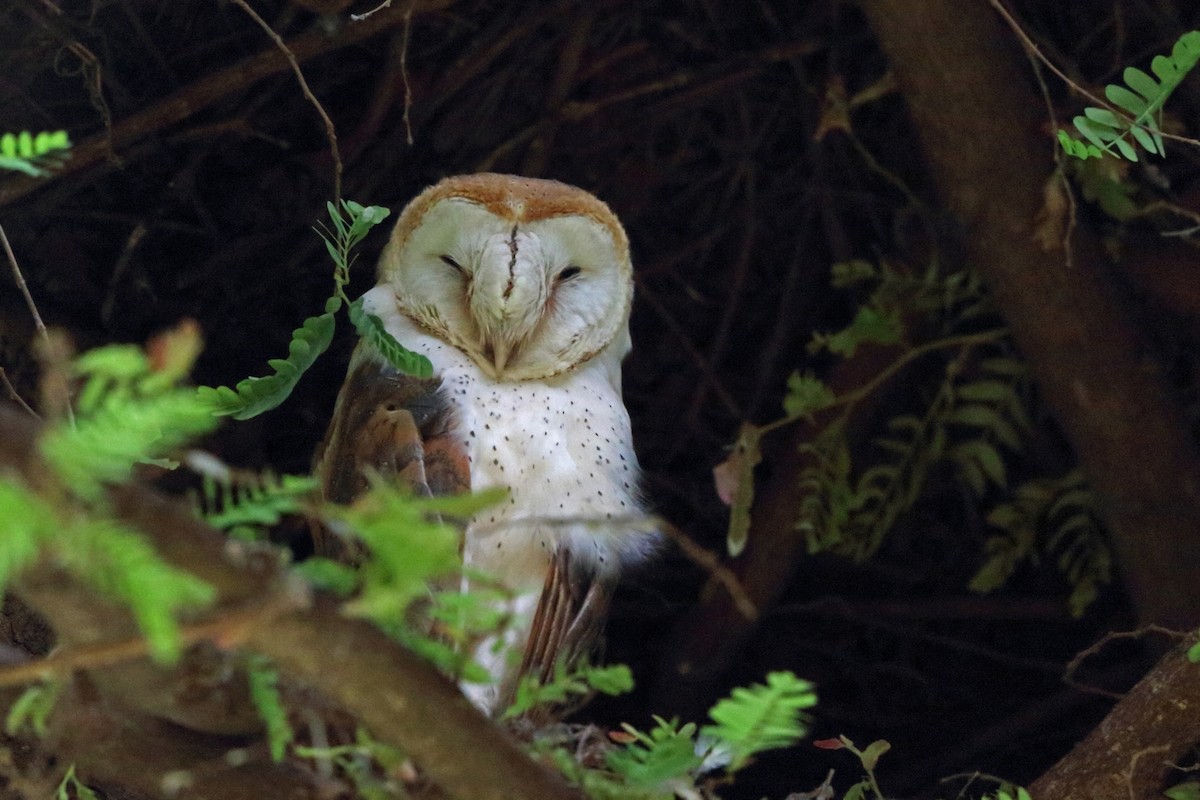 Barn Owl (African) - ML46603491