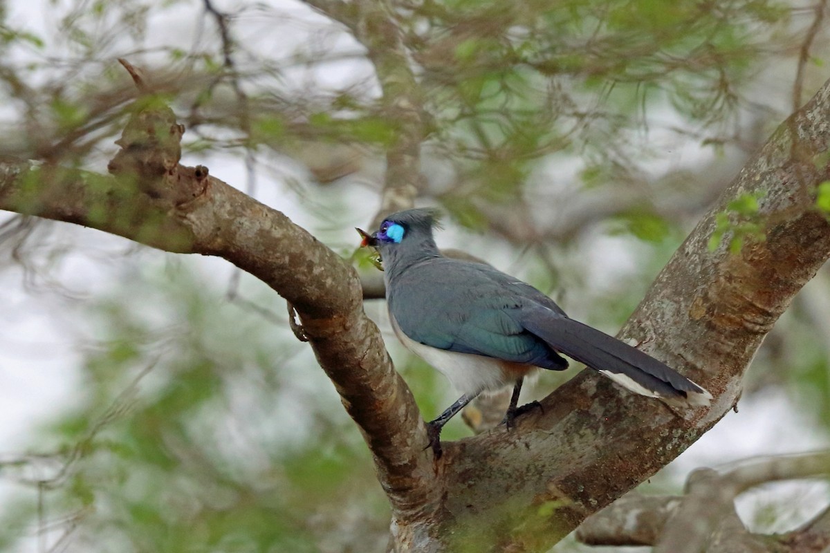 Crested Coua - ML46603561