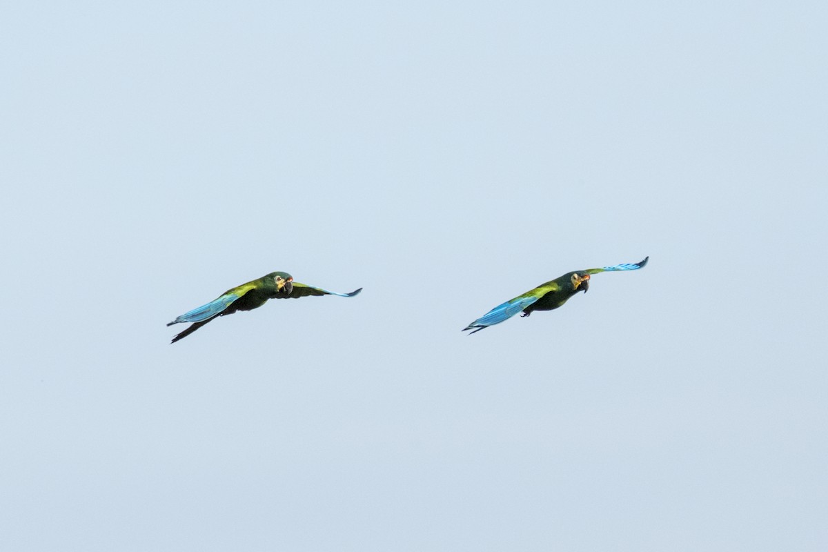 Blue-winged Macaw - Paul Beerman