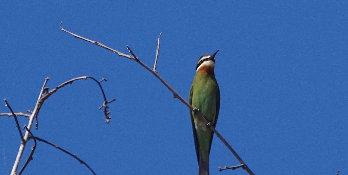 Madagascar Bee-eater - ML466036971