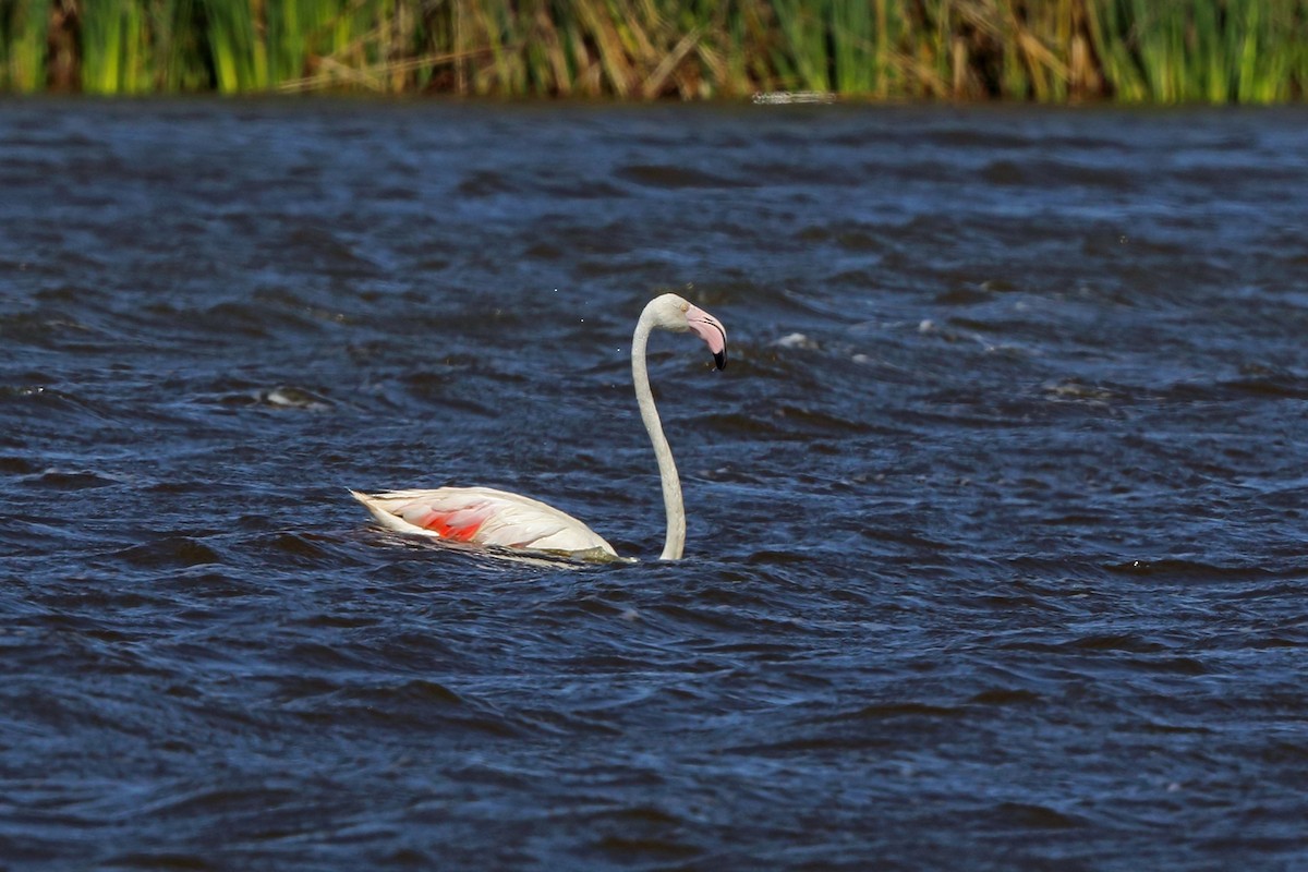 Greater Flamingo - Nigel Voaden