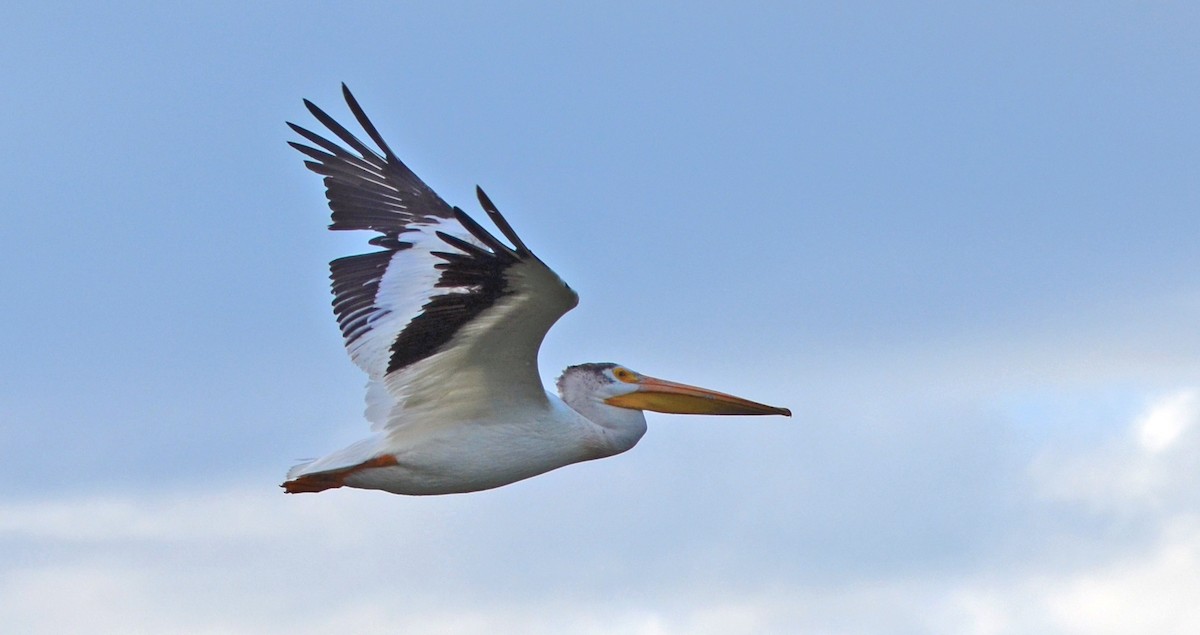 American White Pelican - Chad Kowalski