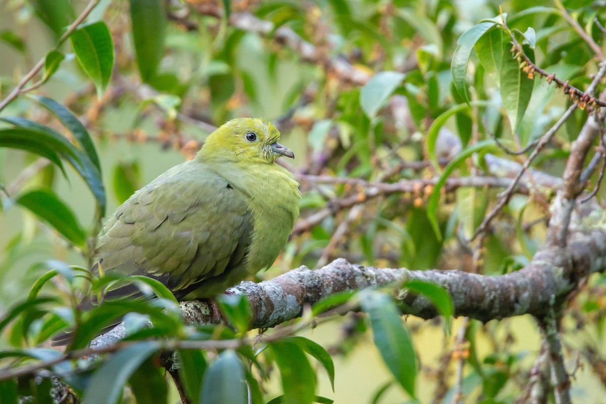 Wedge-tailed Green-Pigeon - ML466038731