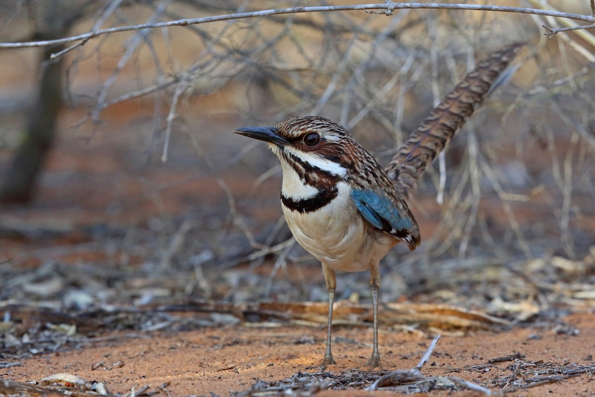 Long-tailed Ground-Roller - ML46603971