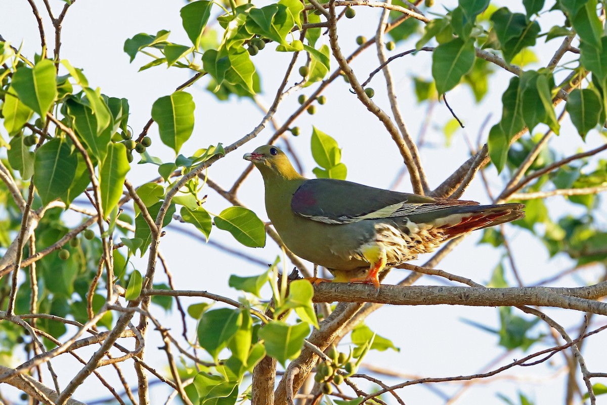 Madagascar Green-Pigeon - ML46604021
