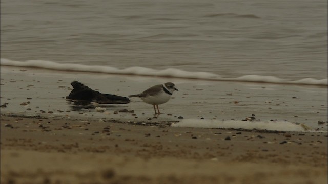 Piping Plover - ML466044