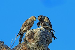  - Banded Kestrel