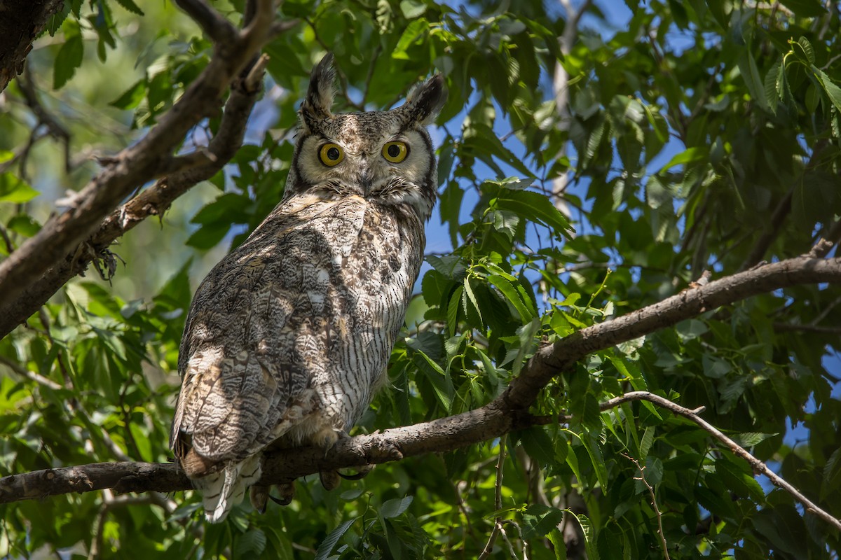Great Horned Owl - ML466047221