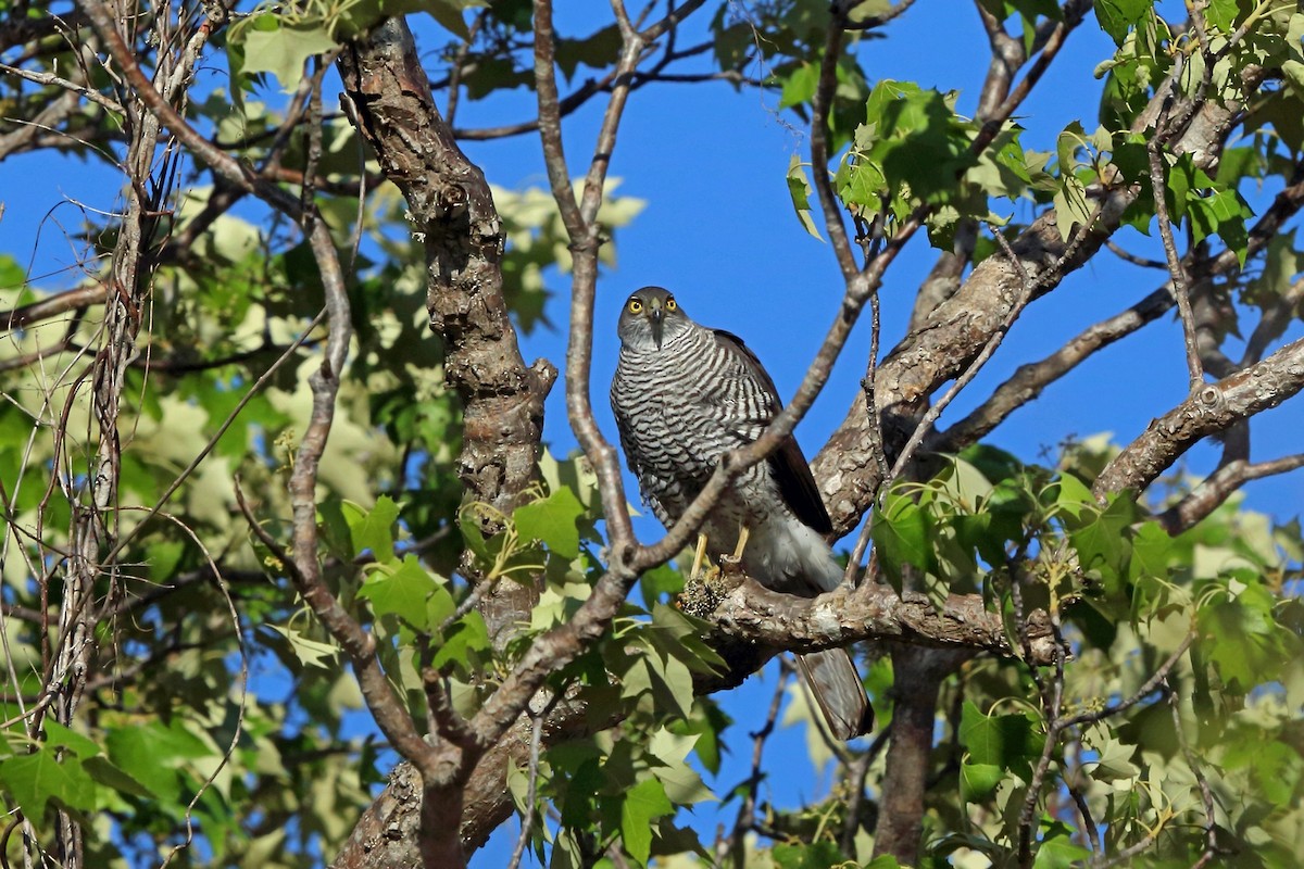 Madagascar Sparrowhawk - Nigel Voaden