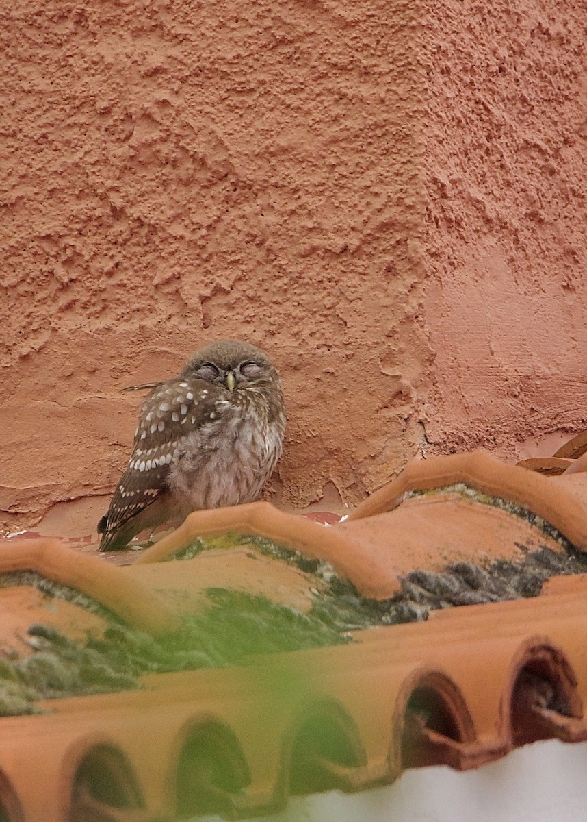Little Owl - Dimitrios Loukas