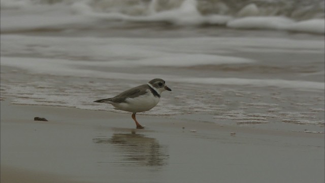 Piping Plover - ML466056