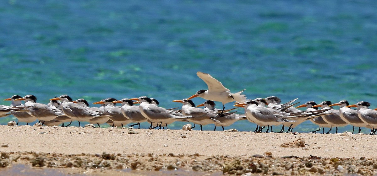 Lesser Crested Tern - Nigel Voaden