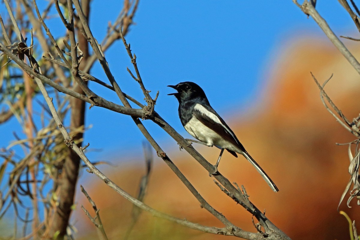 Madagascar Magpie-Robin - Nigel Voaden