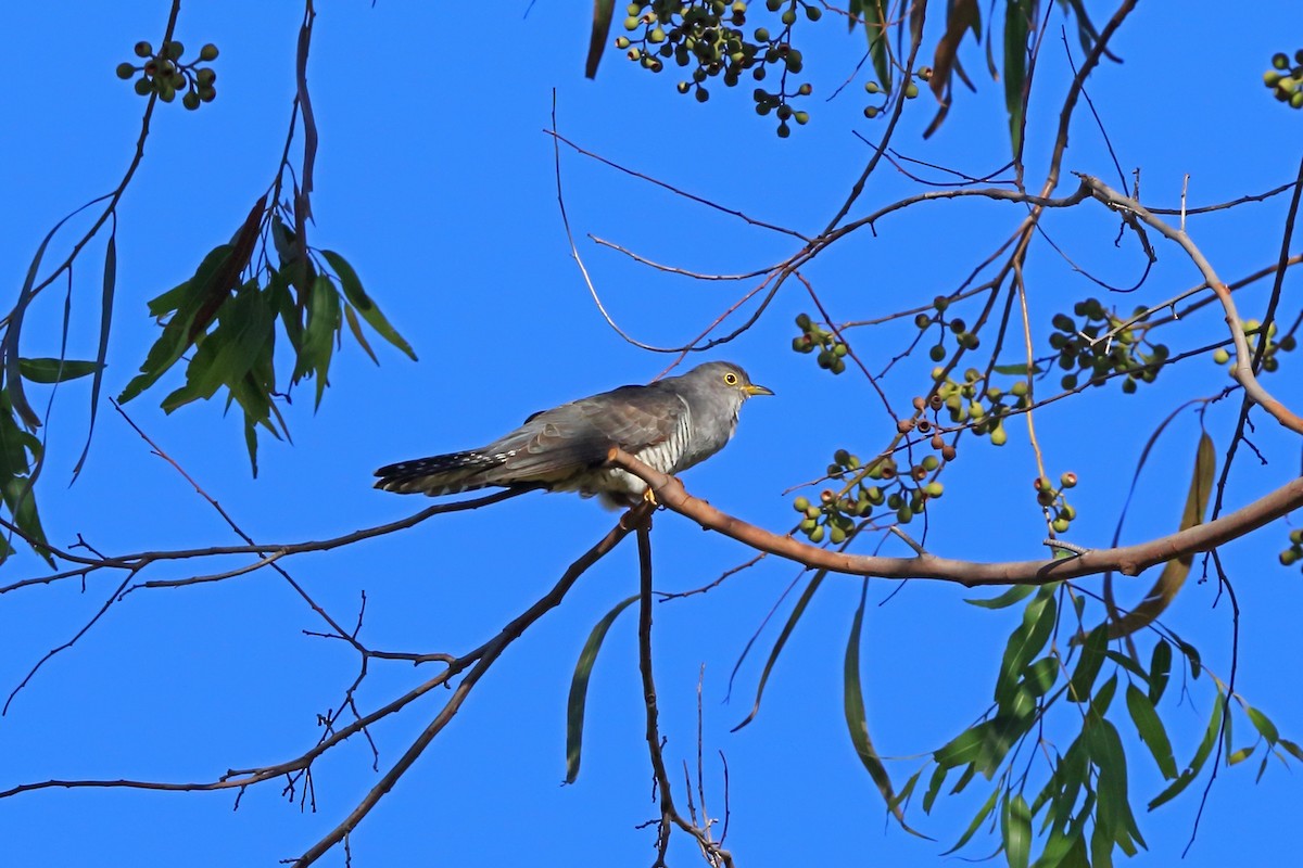 Madagascar Cuckoo - ML46605871