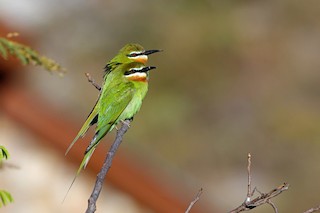  - Madagascar Bee-eater