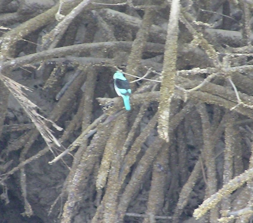 Blue-breasted Kingfisher - James (Jim) Holmes