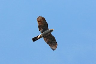  - Henst's Goshawk