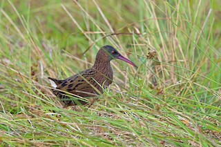  - Madagascar Rail