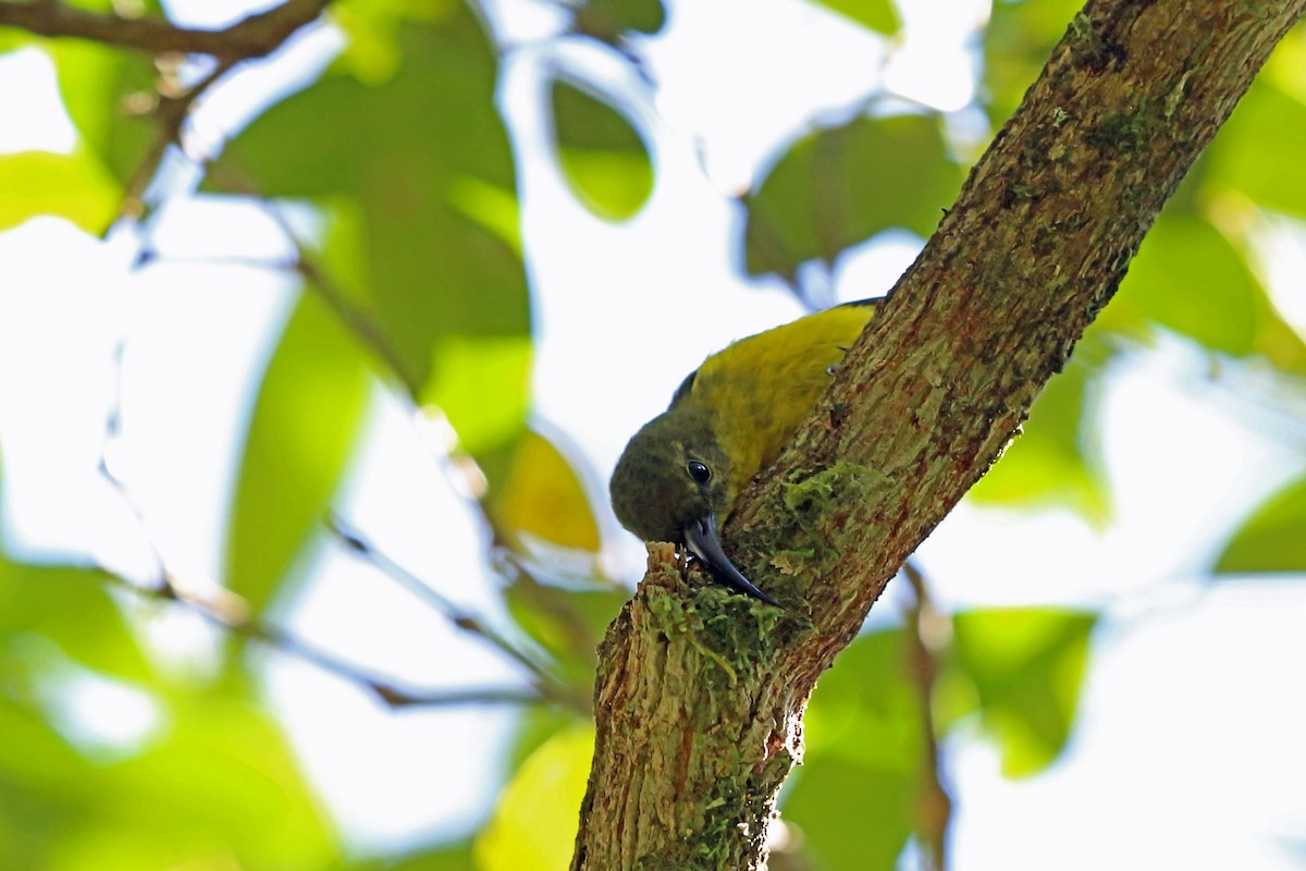 Yellow-bellied Sunbird-Asity - Nigel Voaden