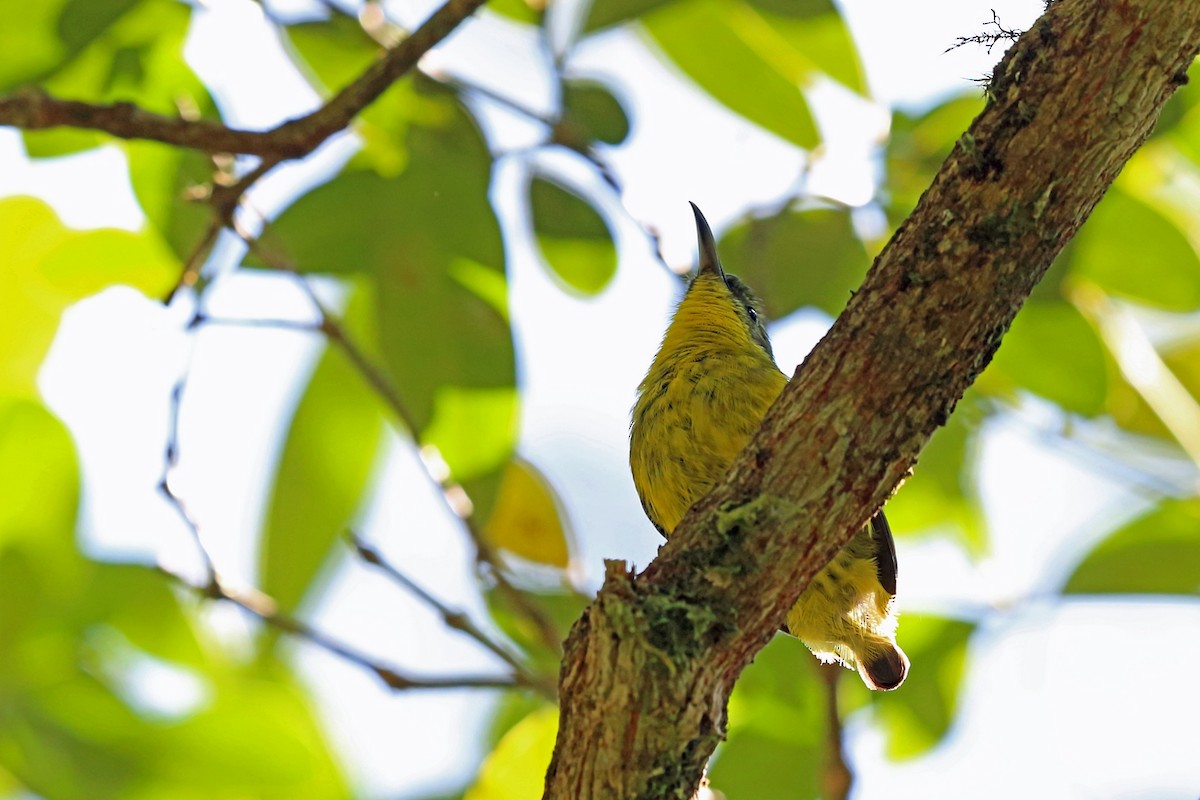 Yellow-bellied Sunbird-Asity - ML46606171
