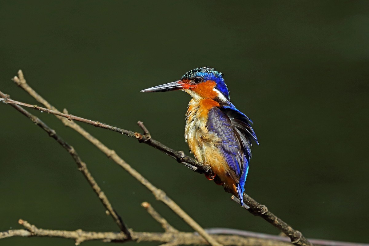 Malagasy Kingfisher - ML46606291