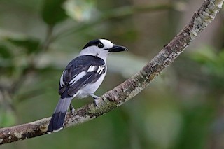  - Hook-billed Vanga