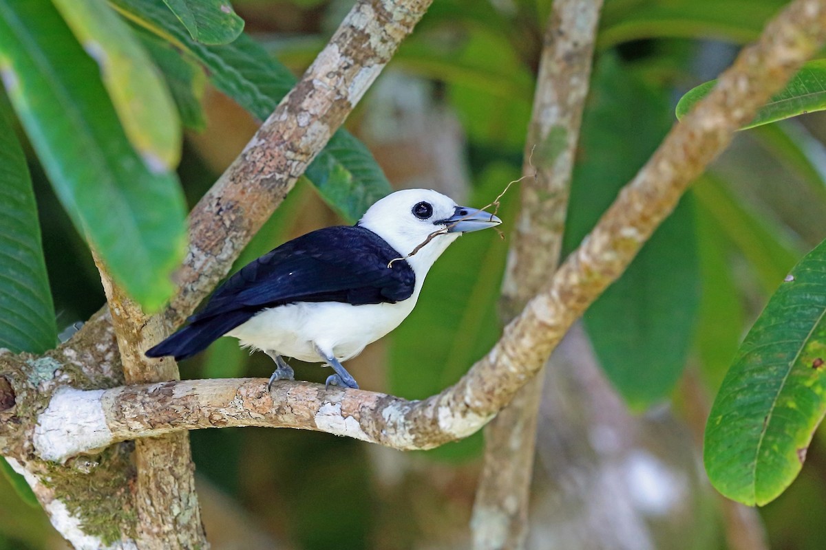 White-headed Vanga - Nigel Voaden