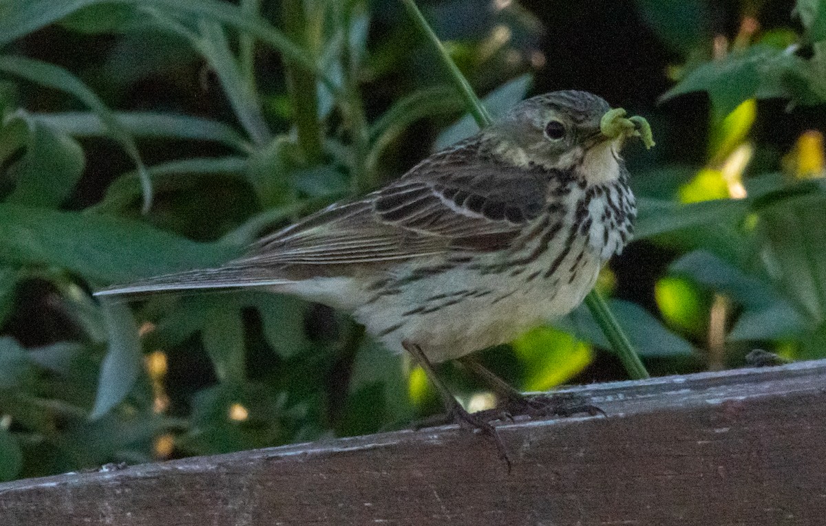 Meadow Pipit - ML466067511