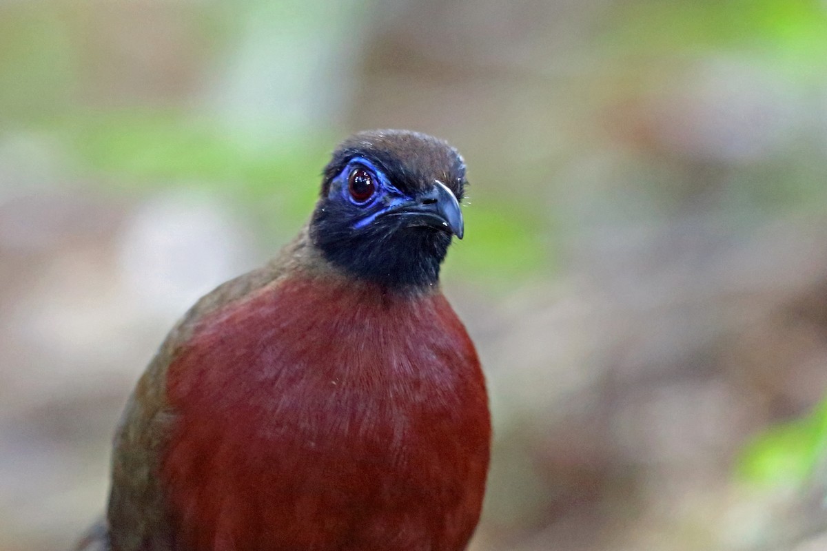 Red-breasted Coua - ML46606951