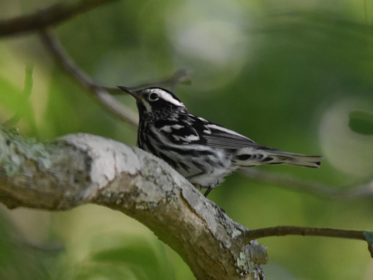 Black-and-white Warbler - ML466074421