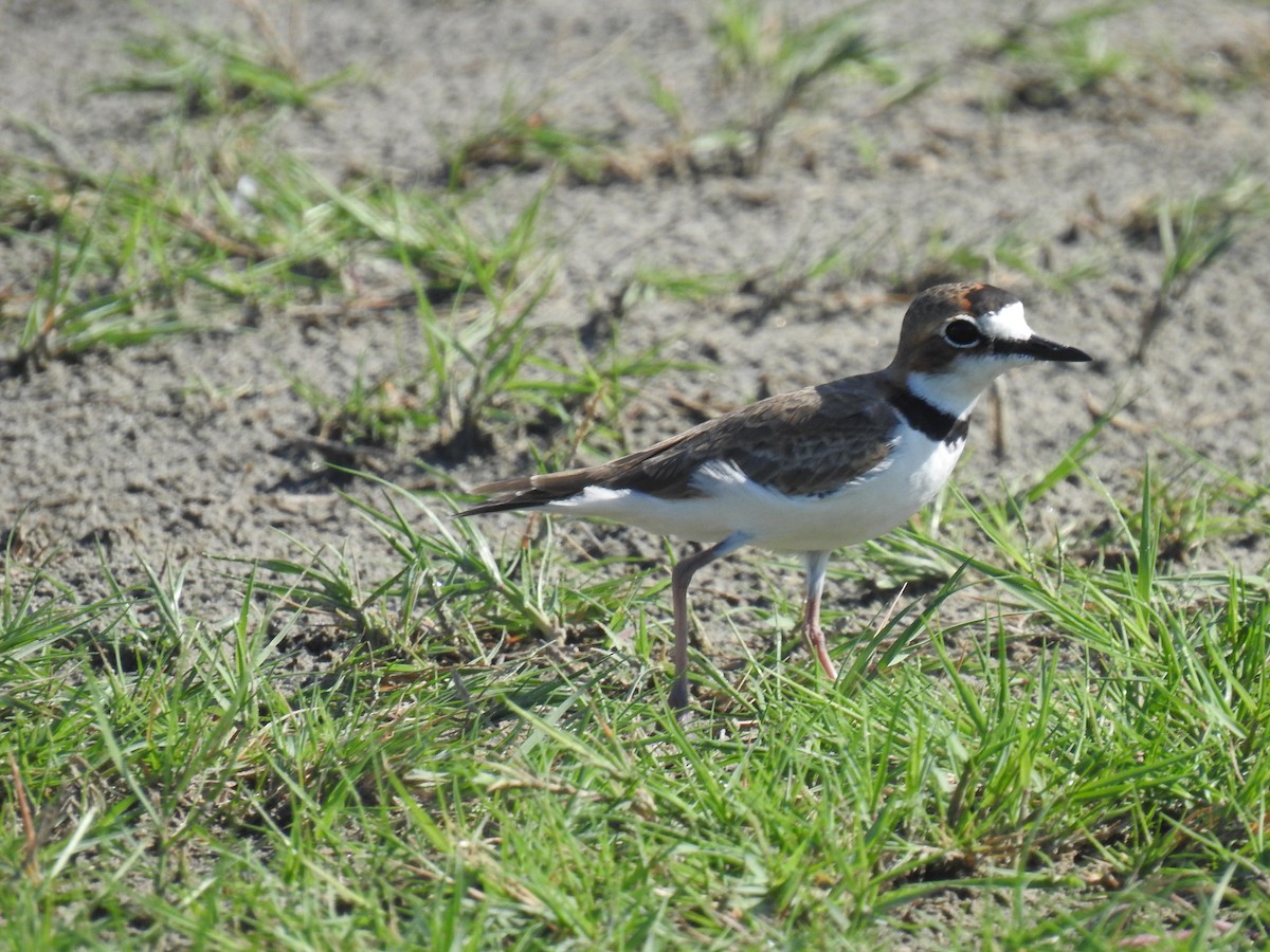 Collared Plover - ML466077571