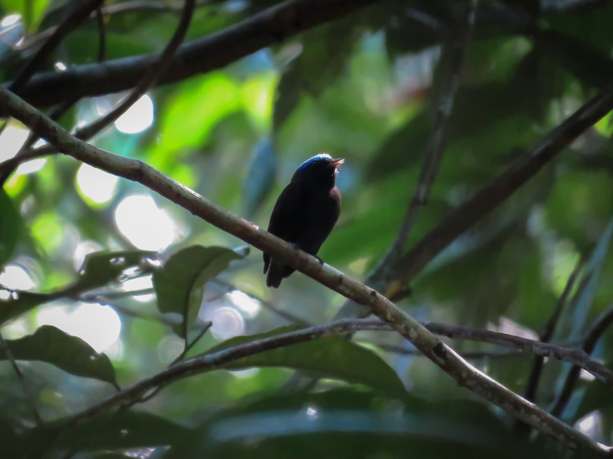 Blue-capped Manakin (Blue-capped) - ML466081401