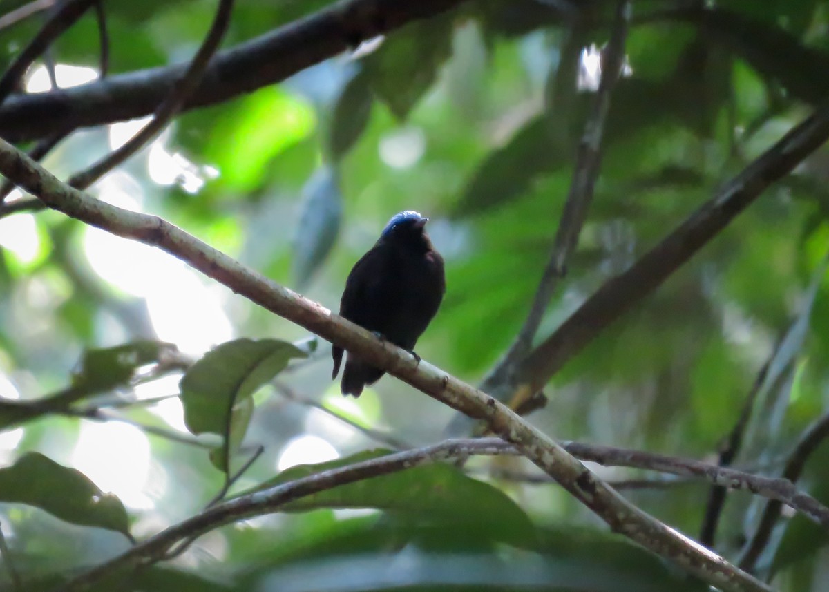 Blue-capped Manakin (Blue-capped) - ML466081421
