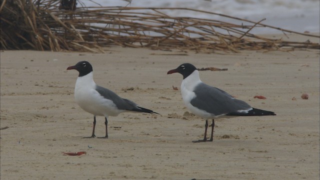  - Laughing Gull