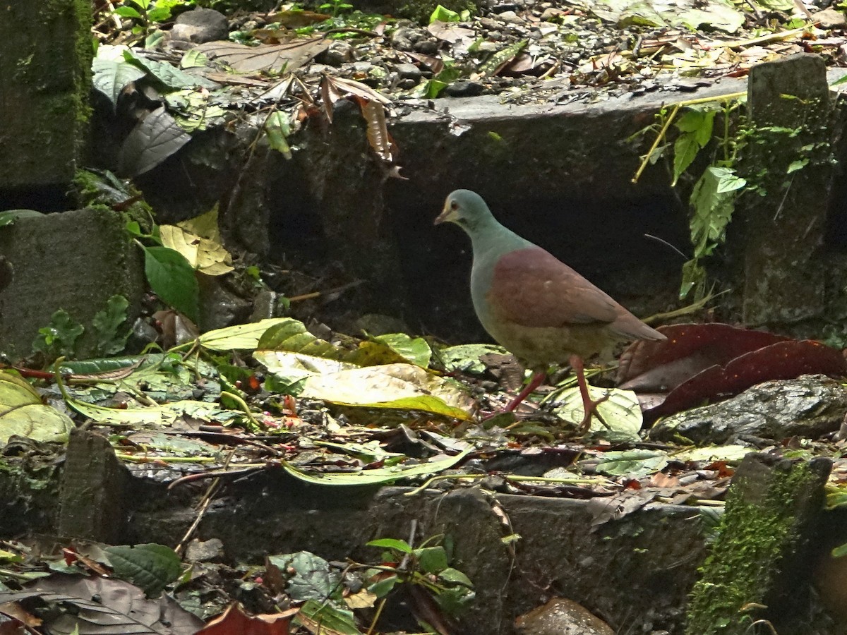 Buff-fronted Quail-Dove - ML466083331