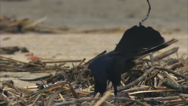 Boat-tailed Grackle - ML466085