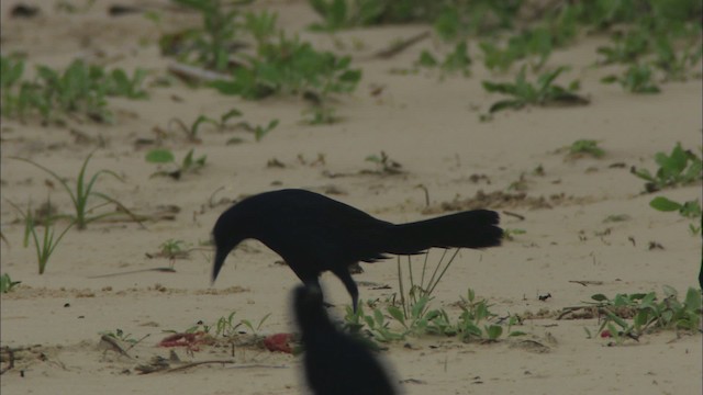 Boat-tailed Grackle - ML466090