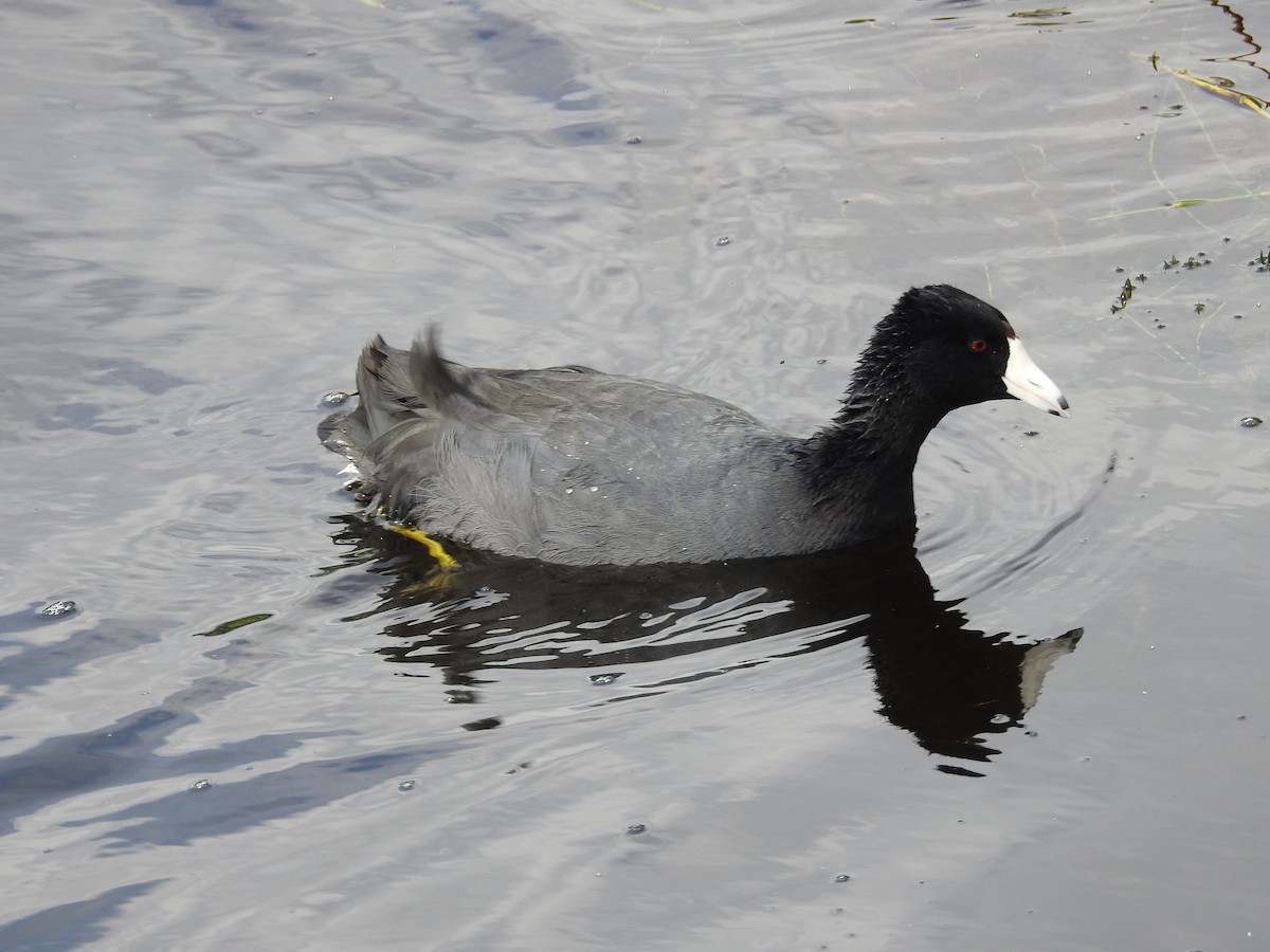 American Coot - Charles Donnelly