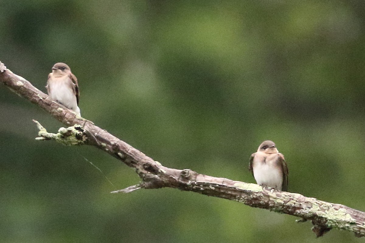 Northern Rough-winged Swallow - ML466090951