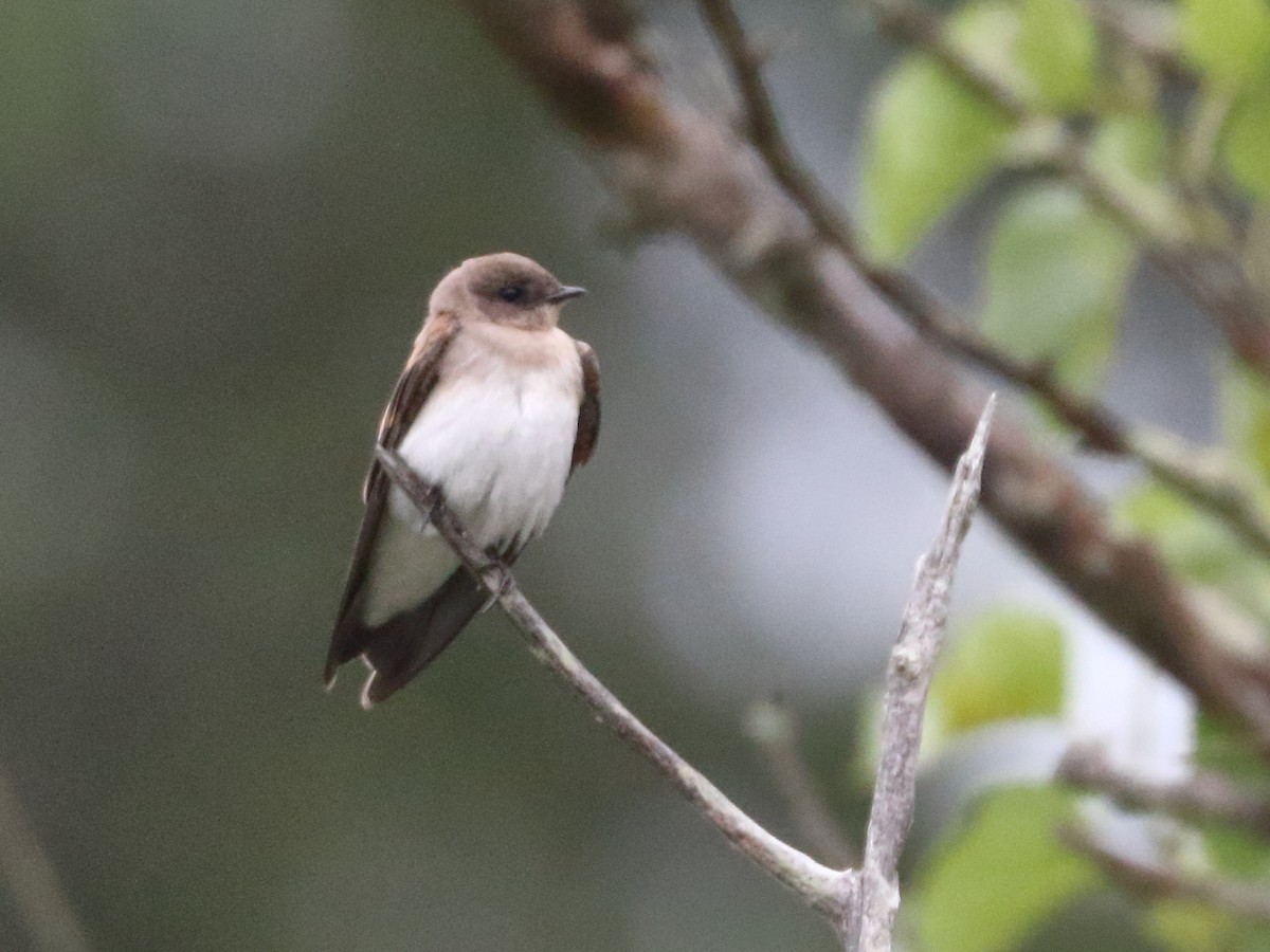 Northern Rough-winged Swallow - ML466090961
