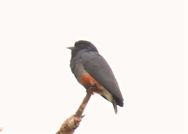 Swallow-winged Puffbird - ML466093361