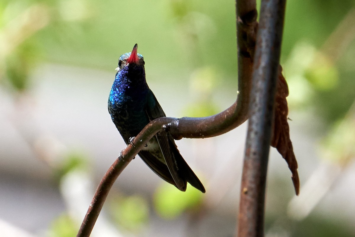 Broad-billed Hummingbird - Jay Dia