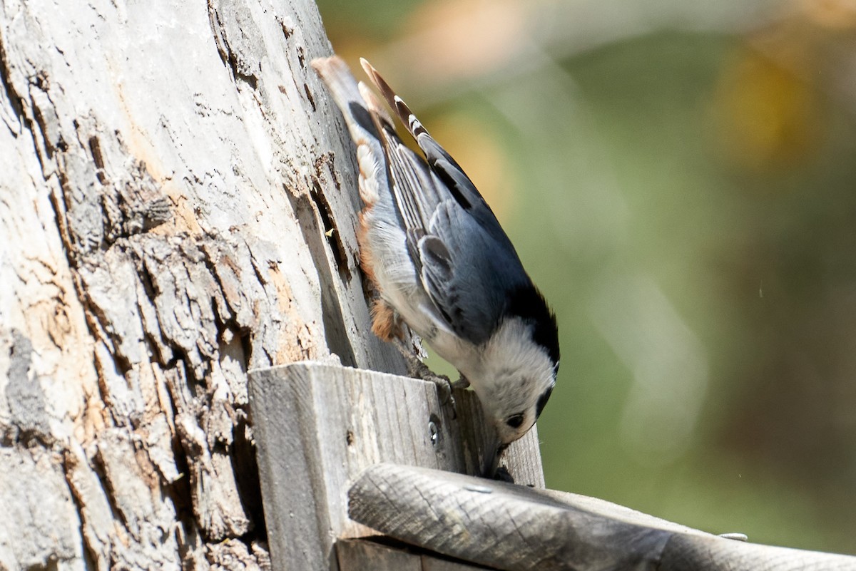 White-breasted Nuthatch (Interior West) - ML466095911