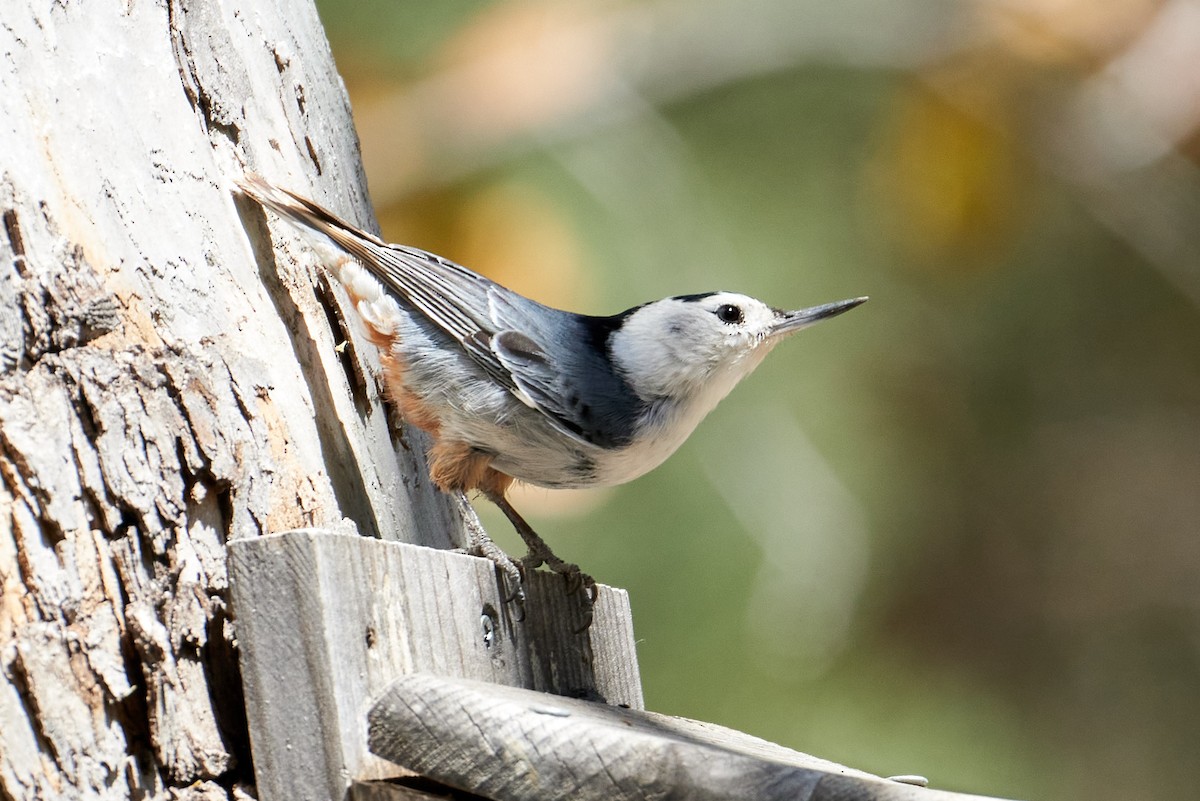 White-breasted Nuthatch (Interior West) - ML466095931