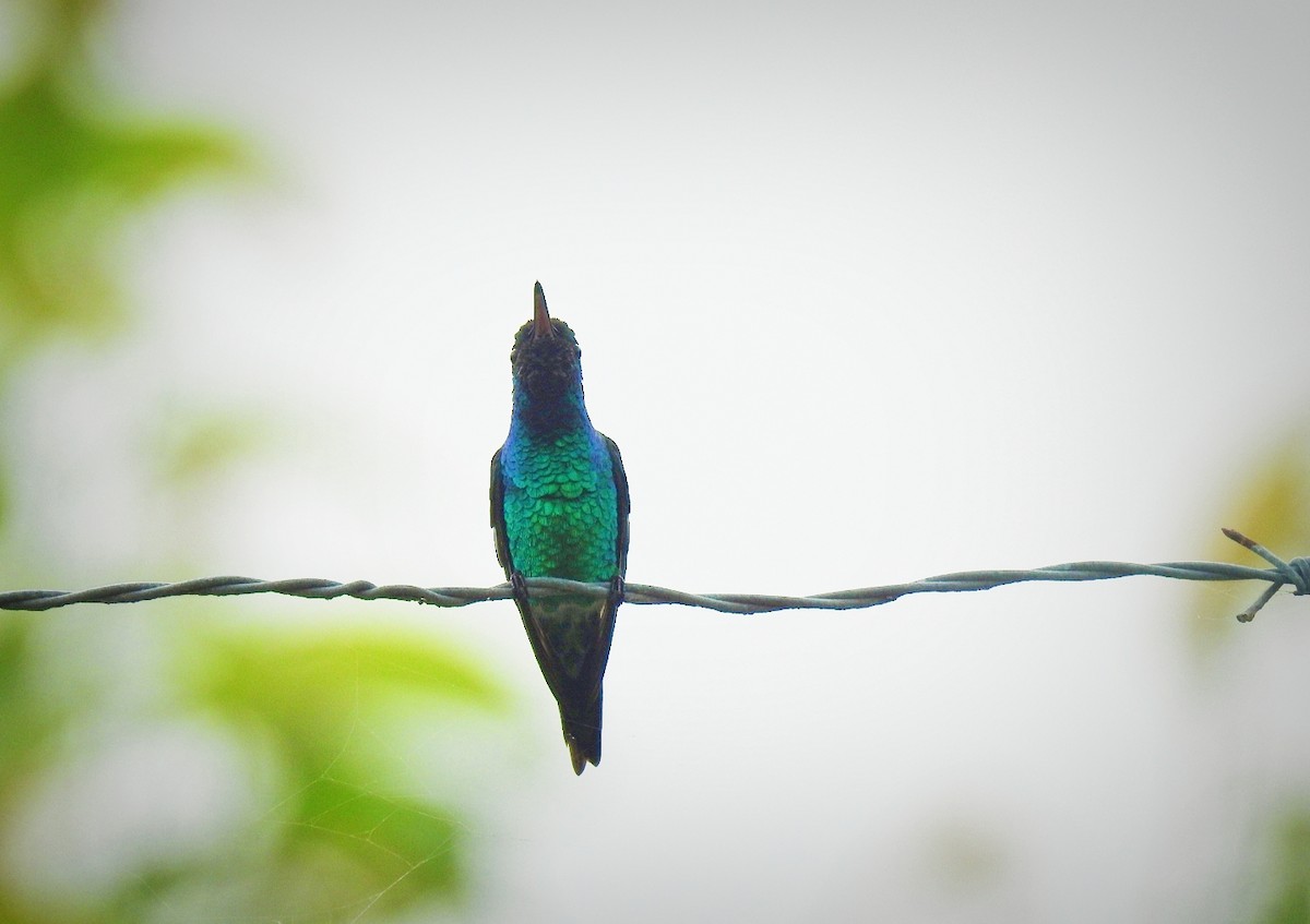Sapphire-throated Hummingbird - Leandro Niebles Puello