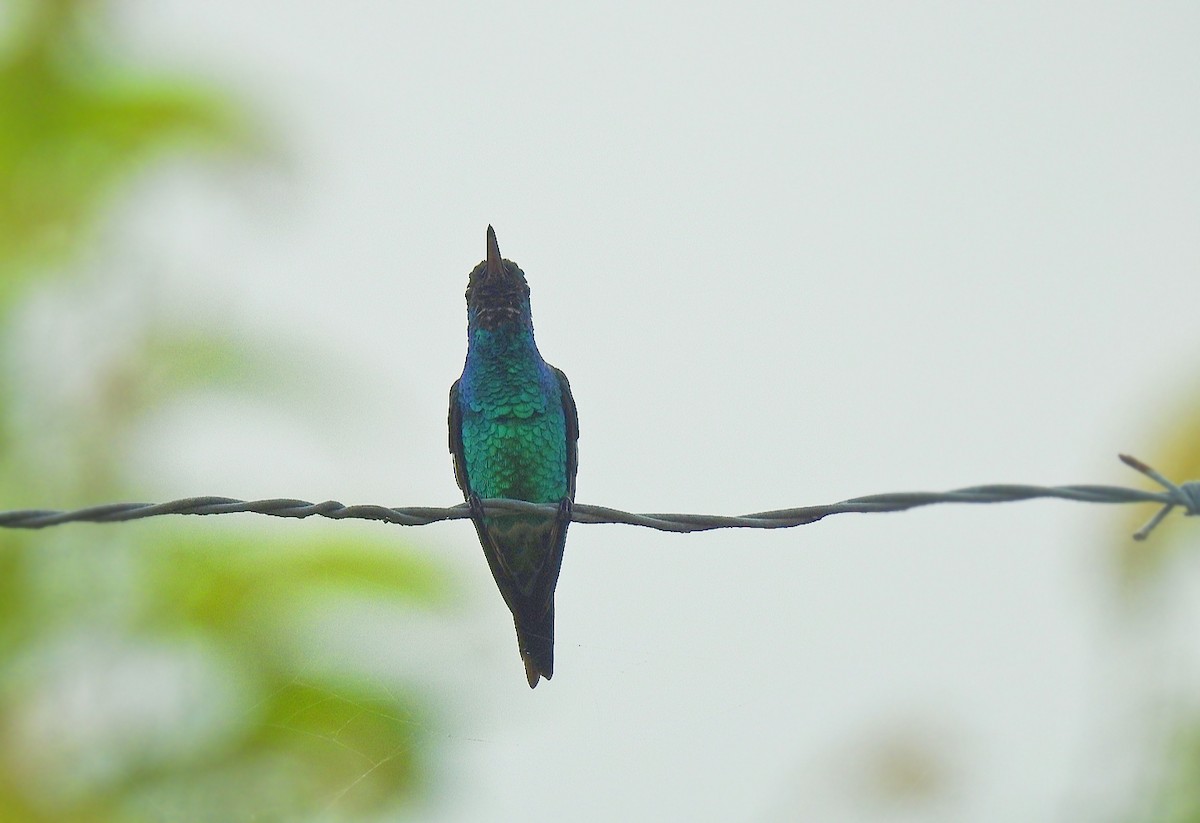 Sapphire-throated Hummingbird - Leandro Niebles Puello