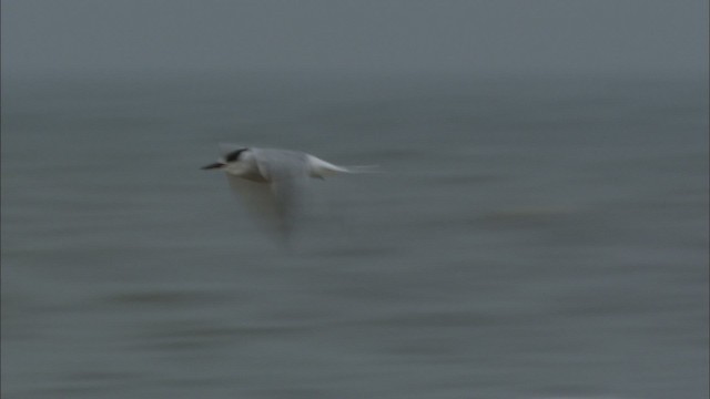 Common Tern - ML466098