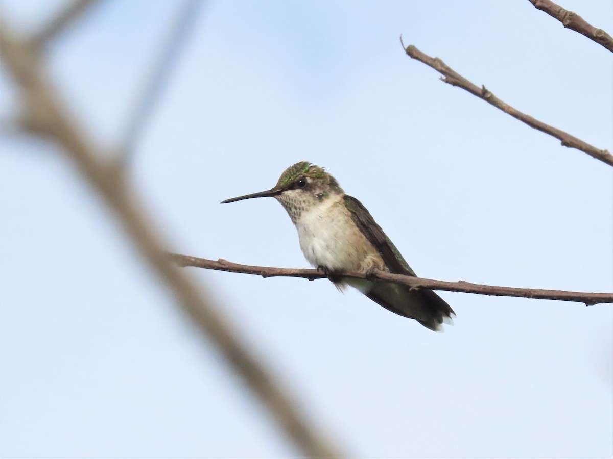 Ruby-throated Hummingbird - ML466098451