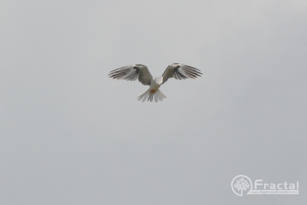 White-tailed Kite - ML46610051