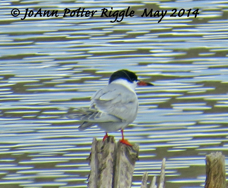 Forster's Tern - JoAnn Potter Riggle 🦤